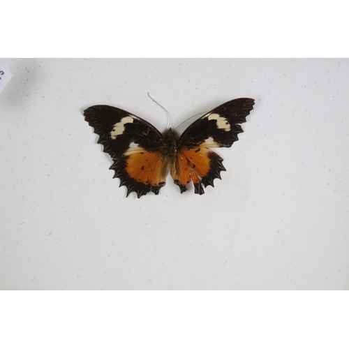 161 - Taxidermy - Two Framed Butterfly Displays, each housing four mounted specimens, glazed (measure appr... 