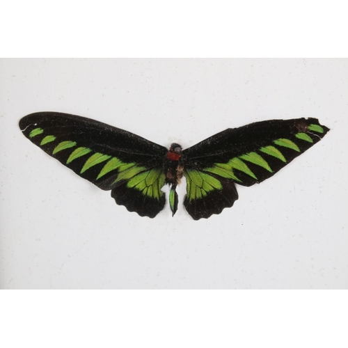 161 - Taxidermy - Two Framed Butterfly Displays, each housing four mounted specimens, glazed (measure appr... 