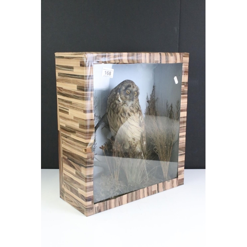 168 - Taxidermy Tawny Oil in a naturalistic setting contained in a case with clear perspex front, 41cm wid... 