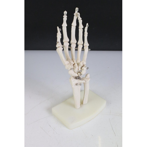 434 - Two Anatomical Models of a Skeletal Hand and Part of a Backbone (the base marked Voltarol Retard) to... 