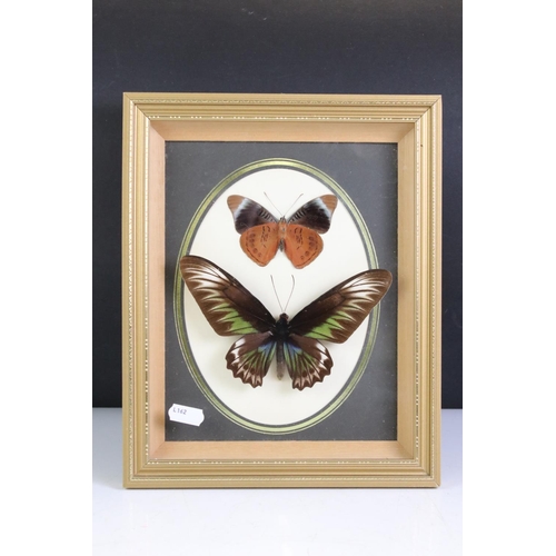 450 - Two Framed, Glazed and Mounted Taxidermy Butterflies together with Two matching Chinese Embroideries... 