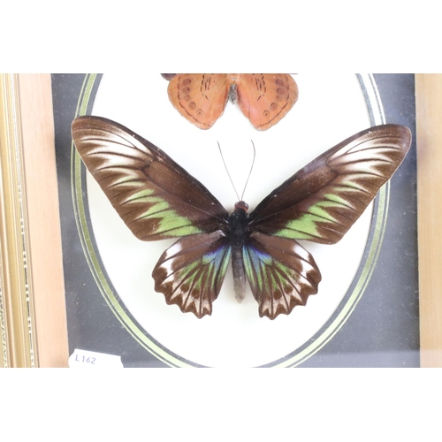 450 - Two Framed, Glazed and Mounted Taxidermy Butterflies together with Two matching Chinese Embroideries... 