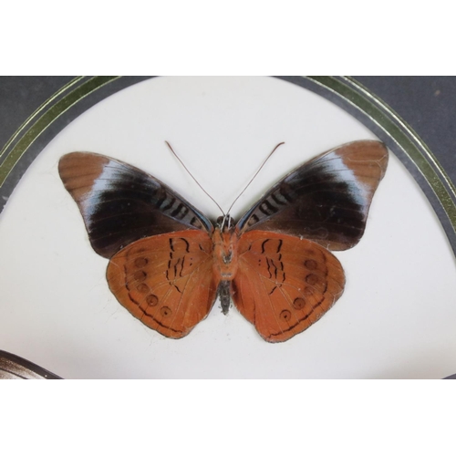 450 - Two Framed, Glazed and Mounted Taxidermy Butterflies together with Two matching Chinese Embroideries... 