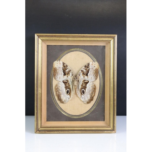 450 - Two Framed, Glazed and Mounted Taxidermy Butterflies together with Two matching Chinese Embroideries... 