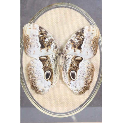 450 - Two Framed, Glazed and Mounted Taxidermy Butterflies together with Two matching Chinese Embroideries... 