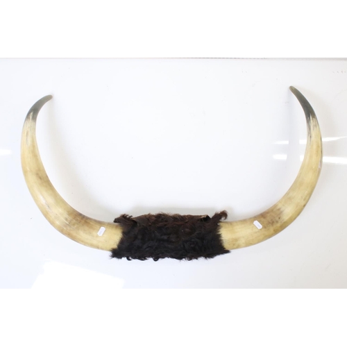 455 - Taxidermy - Set of Cow Horns, 77cm wide