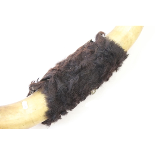 455 - Taxidermy - Set of Cow Horns, 77cm wide