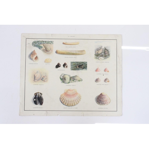 373 - Fourteen educational posters, depicting mostly natural history subjects