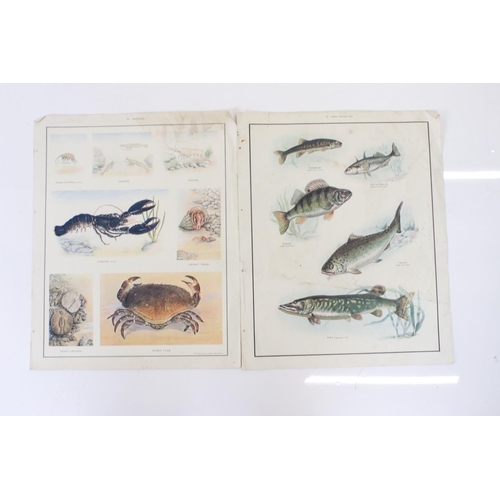 373 - Fourteen educational posters, depicting mostly natural history subjects