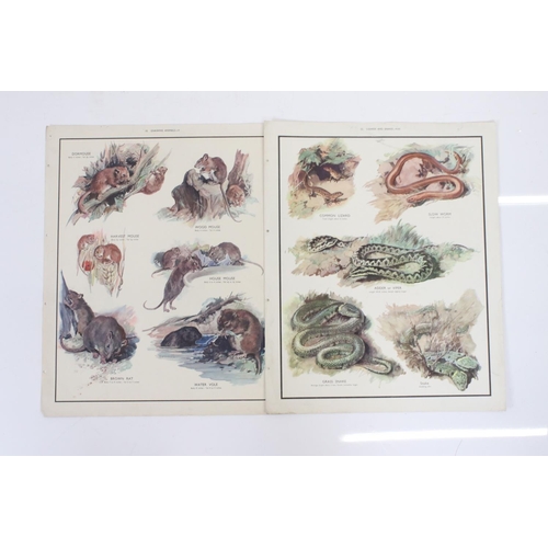 373 - Fourteen educational posters, depicting mostly natural history subjects