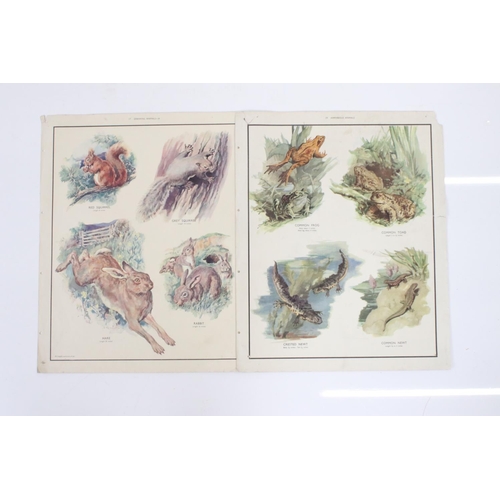 373 - Fourteen educational posters, depicting mostly natural history subjects