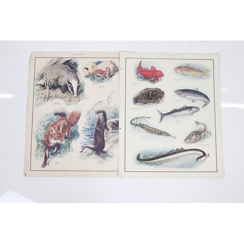 373 - Fourteen educational posters, depicting mostly natural history subjects