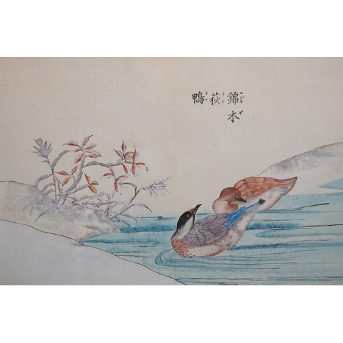 497 - Gokusaishiki Zushiki, a signed Japanese illustration study of a pair of ducks in a river scene, 25cm... 