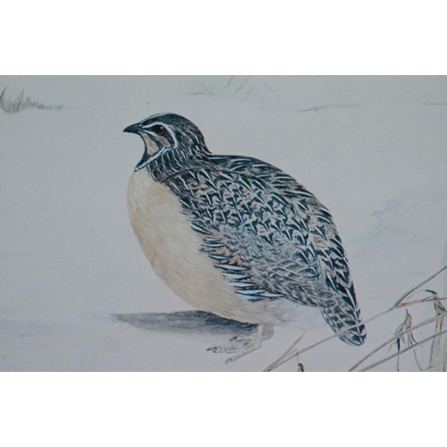 501 - Pair of Priscilla Henley Signed Limited Edition Prints of Partridges and Quail Birds, no's.84/400, 2... 