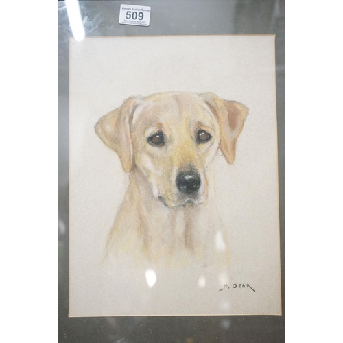 509 - Three framed artwork studies of Labrador dogs, to include a pastel study by Mabel Gear