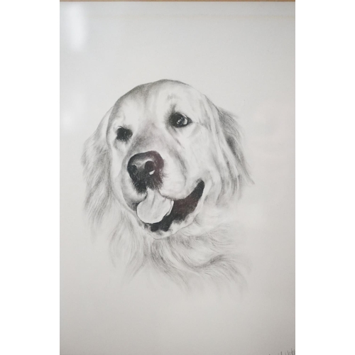 509 - Three framed artwork studies of Labrador dogs, to include a pastel study by Mabel Gear