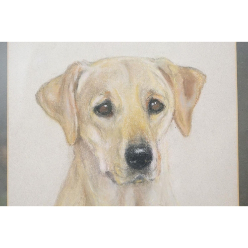 509 - Three framed artwork studies of Labrador dogs, to include a pastel study by Mabel Gear