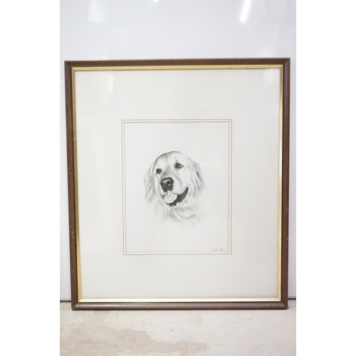 509 - Three framed artwork studies of Labrador dogs, to include a pastel study by Mabel Gear