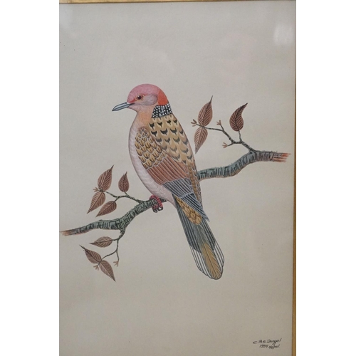 513 - C B S Dangol, a set of three fine ornithological watercolours of exotic birds on tree boughs