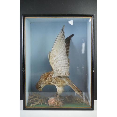 175 - Taxidermy - Sparrow Hawk with a bullfinch in it's claws contained within a glass fronted cabinet, 39... 