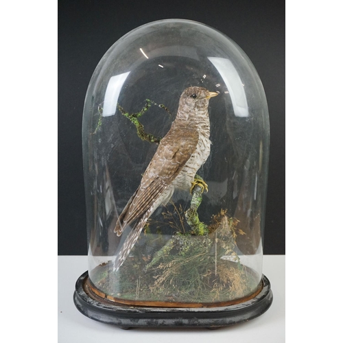 180 - Taxidermy - Cuckoo mounted on a branch within a naturalistic setting, contained within a 19th centur... 
