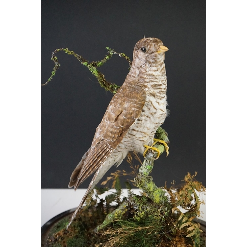 180 - Taxidermy - Cuckoo mounted on a branch within a naturalistic setting, contained within a 19th centur... 