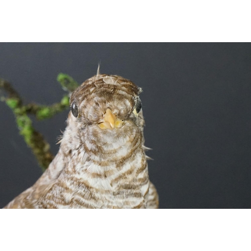 180 - Taxidermy - Cuckoo mounted on a branch within a naturalistic setting, contained within a 19th centur... 