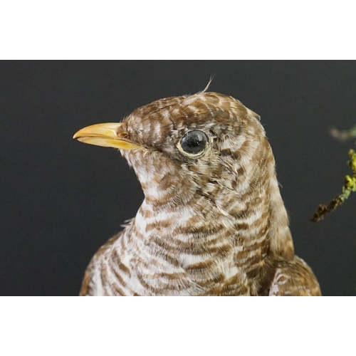 180 - Taxidermy - Cuckoo mounted on a branch within a naturalistic setting, contained within a 19th centur... 