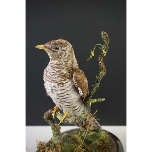 180 - Taxidermy - Cuckoo mounted on a branch within a naturalistic setting, contained within a 19th centur... 