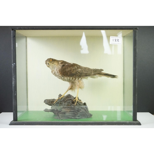 188 - Taxidermy - Sparrow Hawk mounted on a Tree Branch, contained within a cabinet with three glazed side... 
