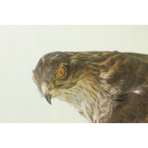 188 - Taxidermy - Sparrow Hawk mounted on a Tree Branch, contained within a cabinet with three glazed side... 