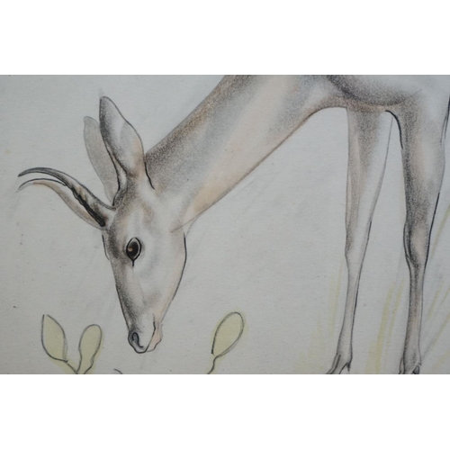 485 - J R Skeaping, Pencil and Wash of a Deer, signed lower right, 25cm x 30cm, framed and glazed