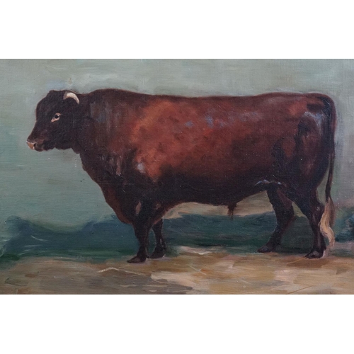 489 - E A Pearse, Oil Painting on Canvas of ' Magistrate 2830 ' a Red Devon Bull, signed lower right and d... 