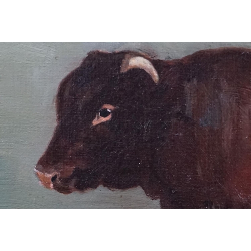 489 - E A Pearse, Oil Painting on Canvas of ' Magistrate 2830 ' a Red Devon Bull, signed lower right and d... 