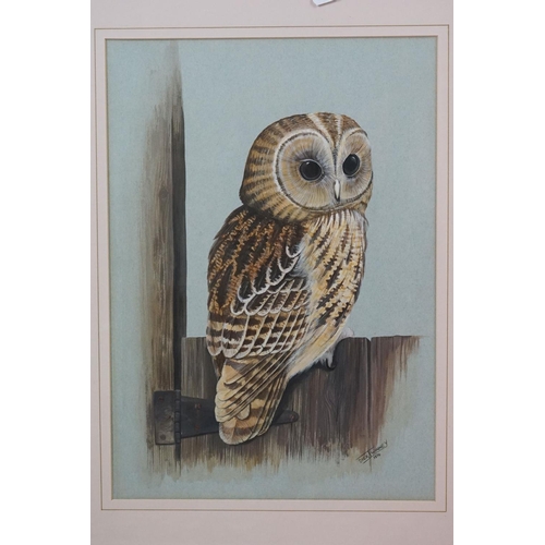 521 - Dick Twinney Watercolour of a Tawny Owl signed and dated 1974, 44cm x 31cm together with 19th centur... 