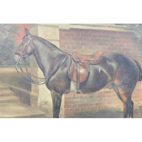 443 - A Bernard Sykes (19th / Early 20th century) Oil on Canvas of a Tacked Up Bay Horse titled to mount '... 