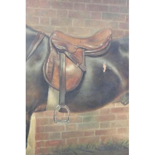 443 - A Bernard Sykes (19th / Early 20th century) Oil on Canvas of a Tacked Up Bay Horse titled to mount '... 