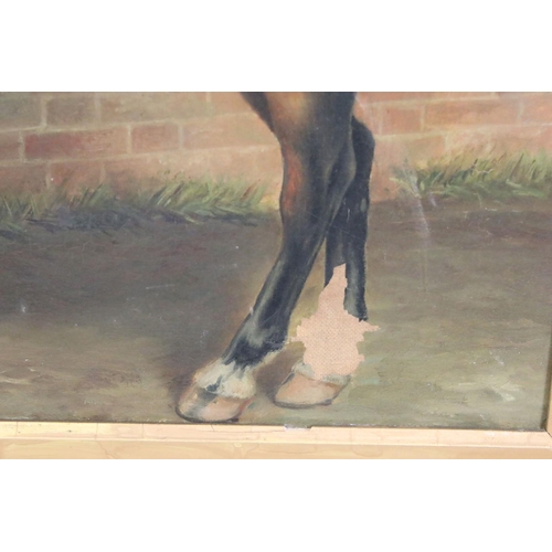 443 - A Bernard Sykes (19th / Early 20th century) Oil on Canvas of a Tacked Up Bay Horse titled to mount '... 