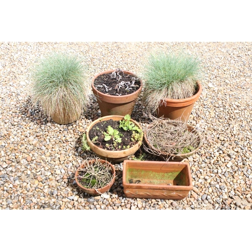 529 - Various plants in terracotta pots (7)