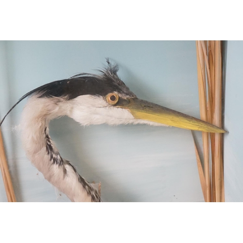 164 - Taxidermy - Standing Heron mounted amongst natural foliage, contained in a glass fronted display cab... 