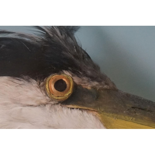 164 - Taxidermy - Standing Heron mounted amongst natural foliage, contained in a glass fronted display cab... 