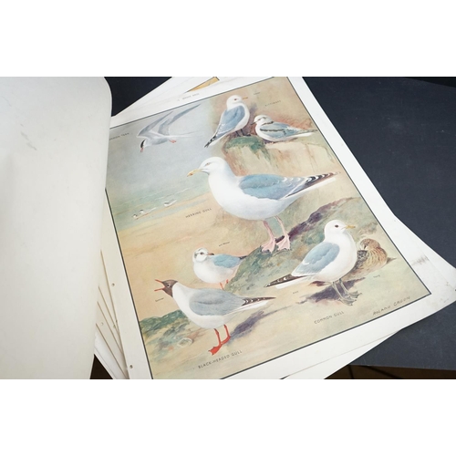 420 - Ten 1950's School / Educational Posters of British Birds by Roland Green