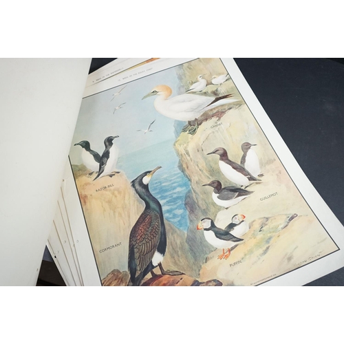 420 - Ten 1950's School / Educational Posters of British Birds by Roland Green