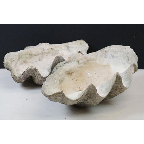 170 - Pair of South Pacific large giant clam shells ( Tridacna Gigas )measuring 56cm across