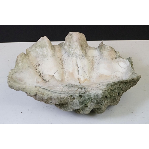 170 - Pair of South Pacific large giant clam shells ( Tridacna Gigas )measuring 56cm across