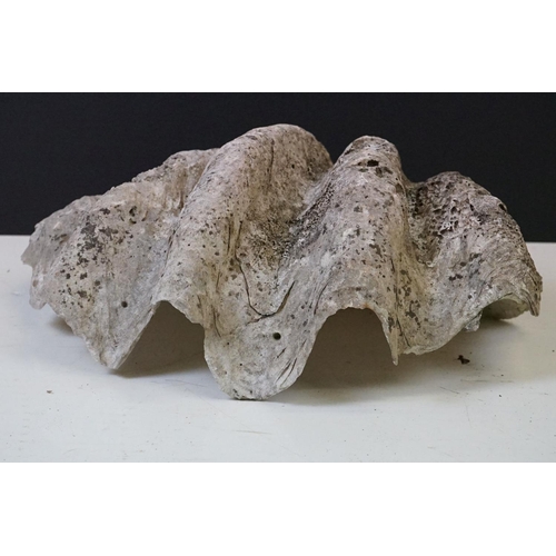 170 - Pair of South Pacific large giant clam shells ( Tridacna Gigas )measuring 56cm across