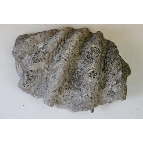 170 - Pair of South Pacific large giant clam shells ( Tridacna Gigas )measuring 56cm across