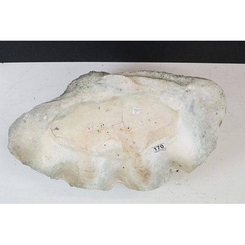 170 - Pair of South Pacific large giant clam shells ( Tridacna Gigas )measuring 56cm across