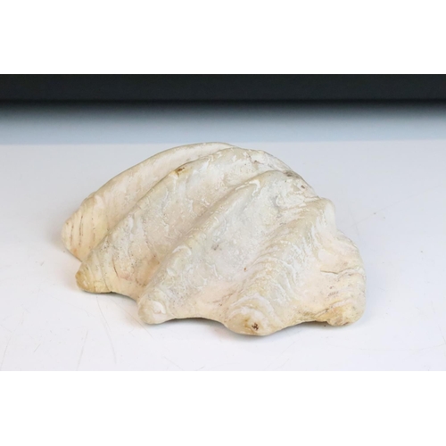 132 - Fossilised half clam shell, 22cm wide