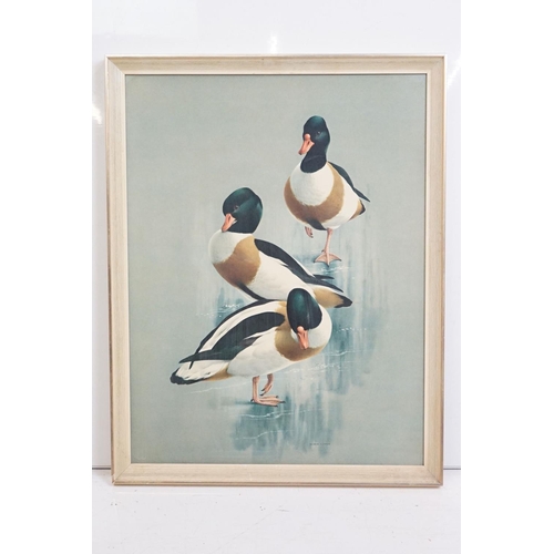 407 - Raymond C Watson (1935 - 1994), shelducks, print on board, 60 x 45.5cm, framed